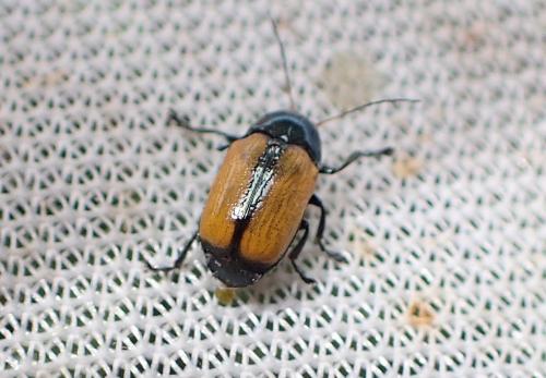 Cryptocephalus halleri